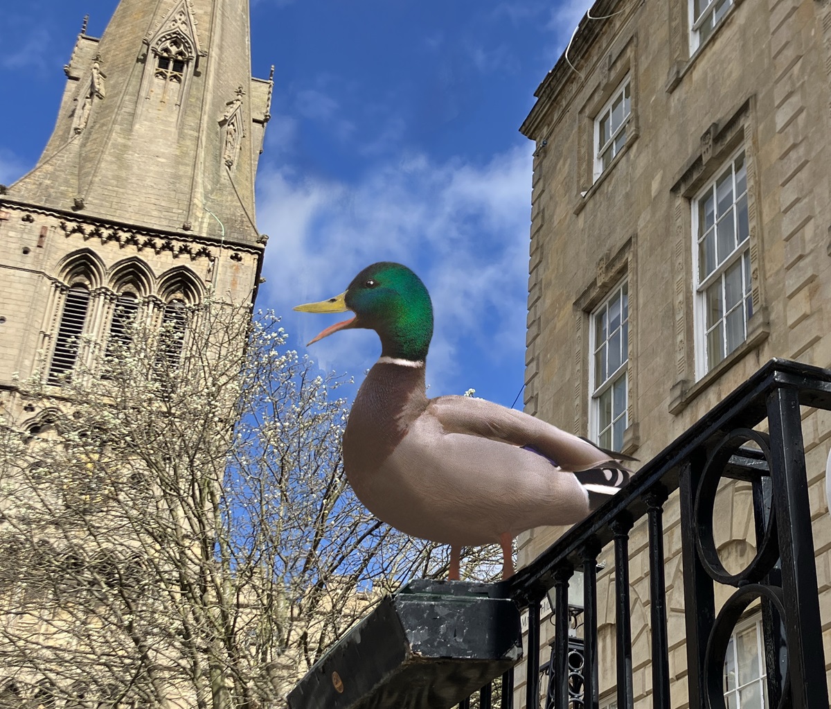 Thorndyke the duck on the steps of Stamford town hall giving a speech